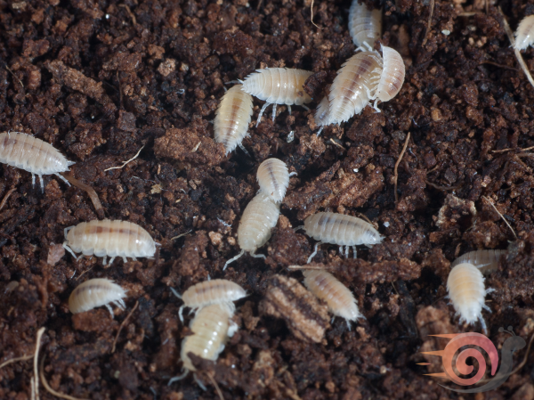 White Isopods